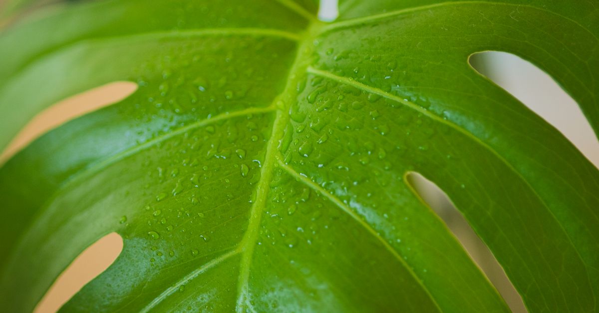 Primo piano di una foglia di monstera verde con numerose goccioline d'acqua sulla superficie e le nervature ben visibili.