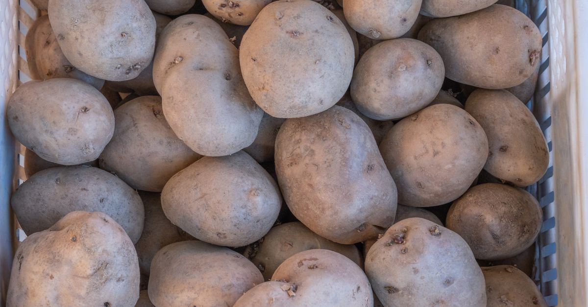 Come conservare le patate senza farle germogliare
