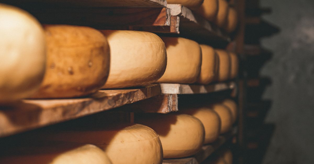 Forme di formaggio stagionato allineate su scaffali di legno in una cantina di affinamento.