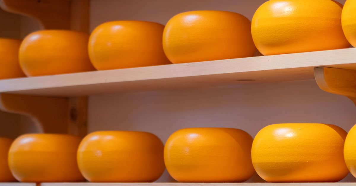 Forme rotonde di formaggio giallo disposte su mensole di legno chiaro.
